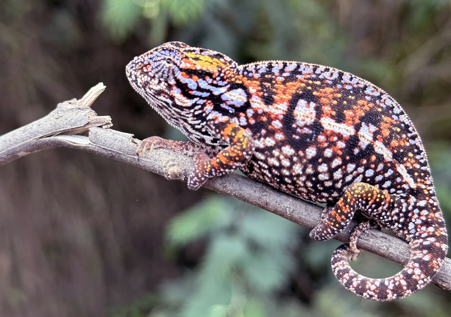 carpet chameleon in Madagascar.jpg
