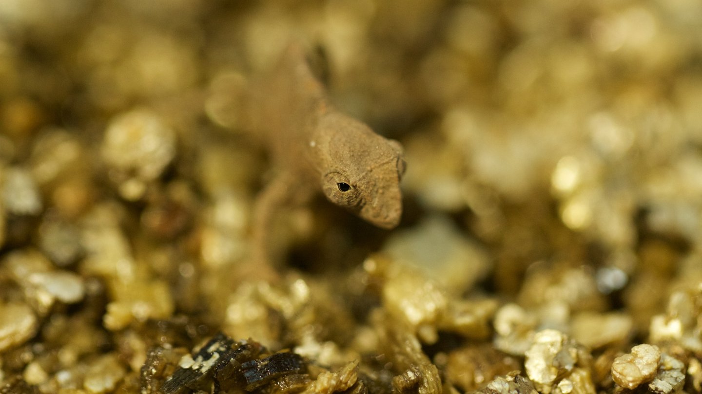 CB_pygmies 3 (2).jpg