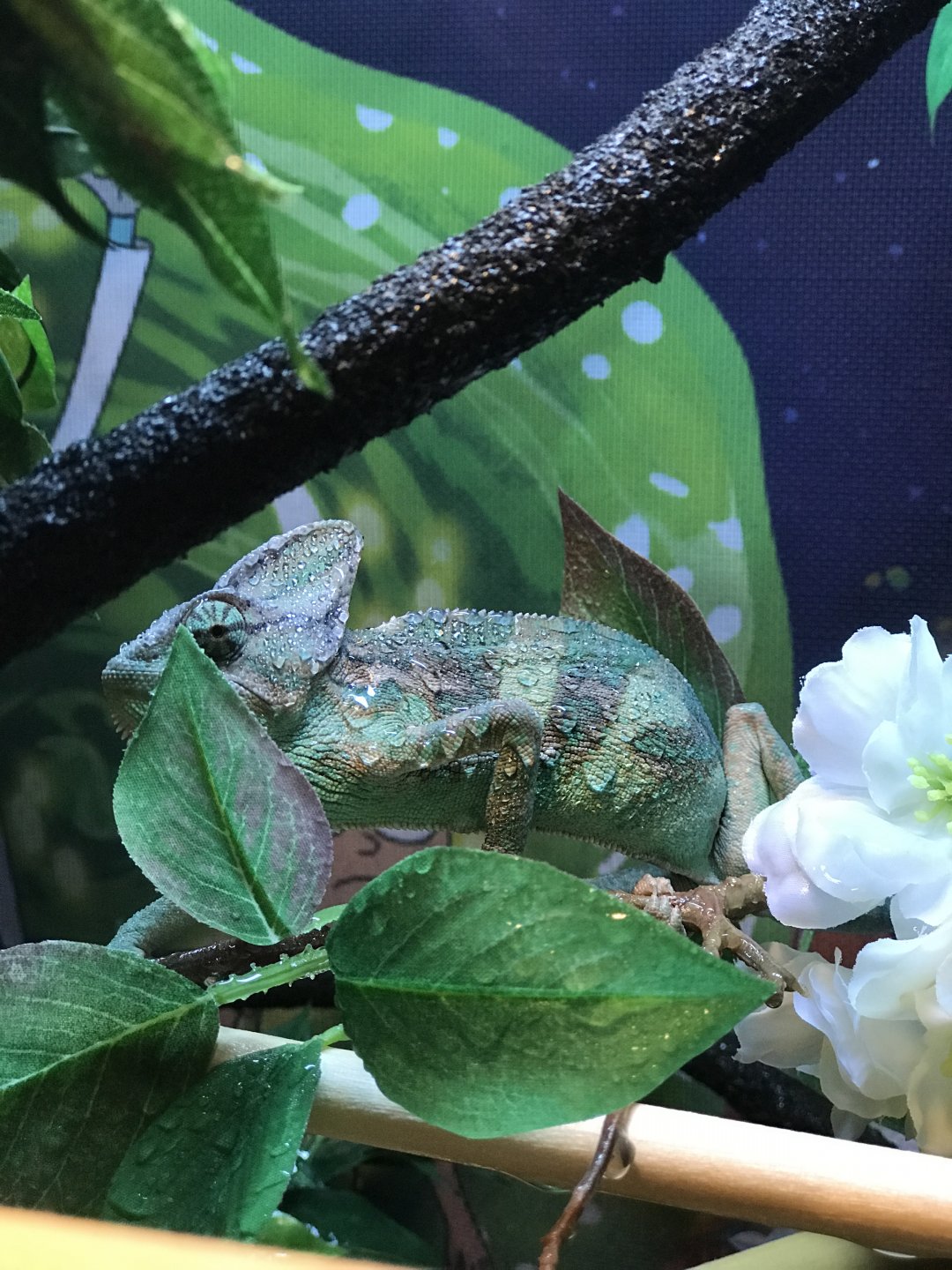 Chameleon