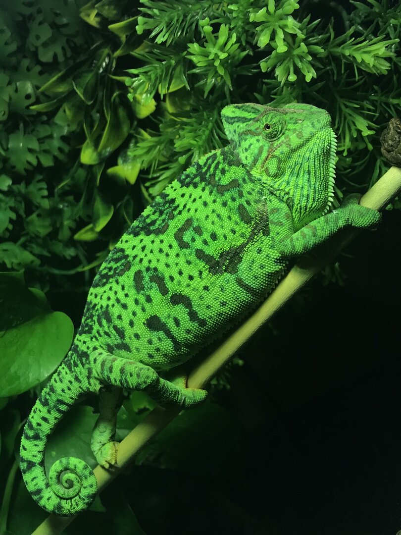 I’m not sure if my female veiled chameleon is pregnant... | Chameleon