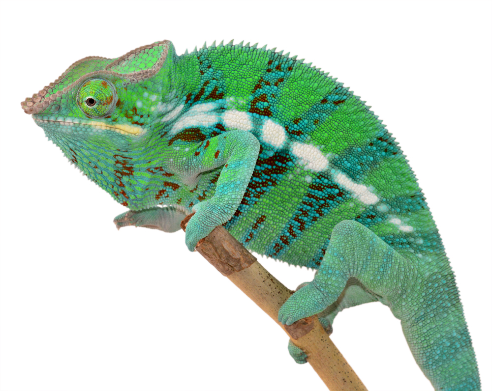 CH Ambanja Male - Canvas Chameleons - (1) Small.jpg