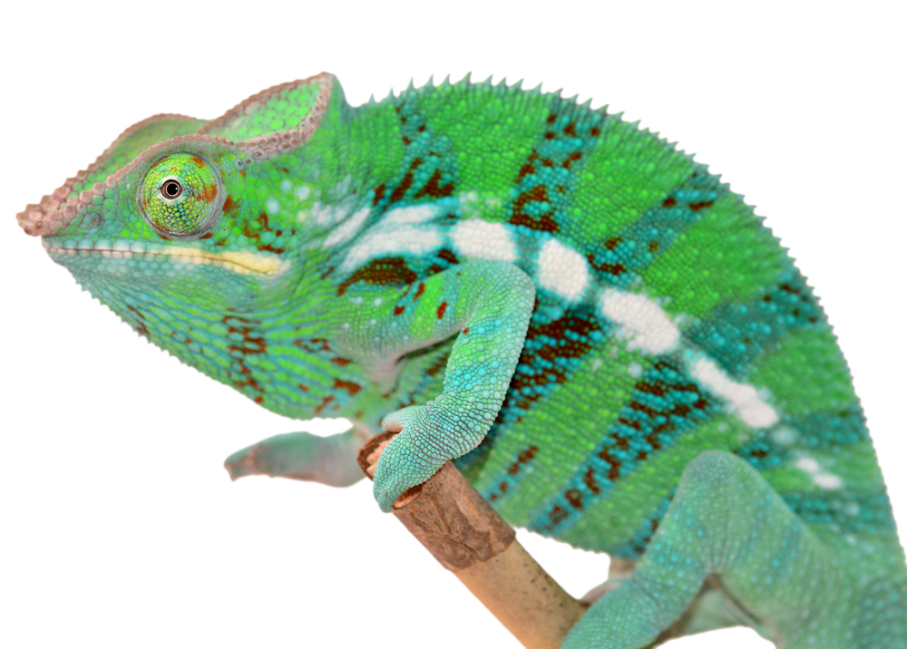 CH Ambanja Male - Canvas Chameleons - (2) Small.jpg
