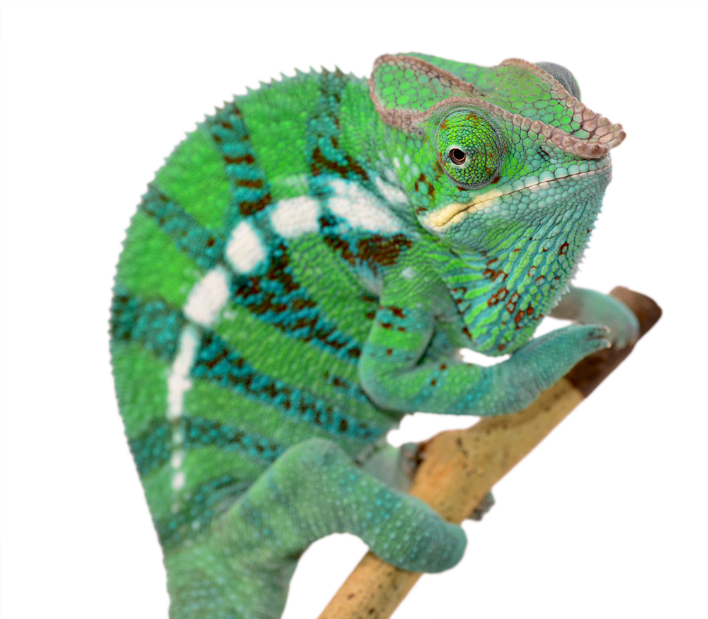 CH Ambanja Male - Canvas Chameleons - (3) Small.jpg