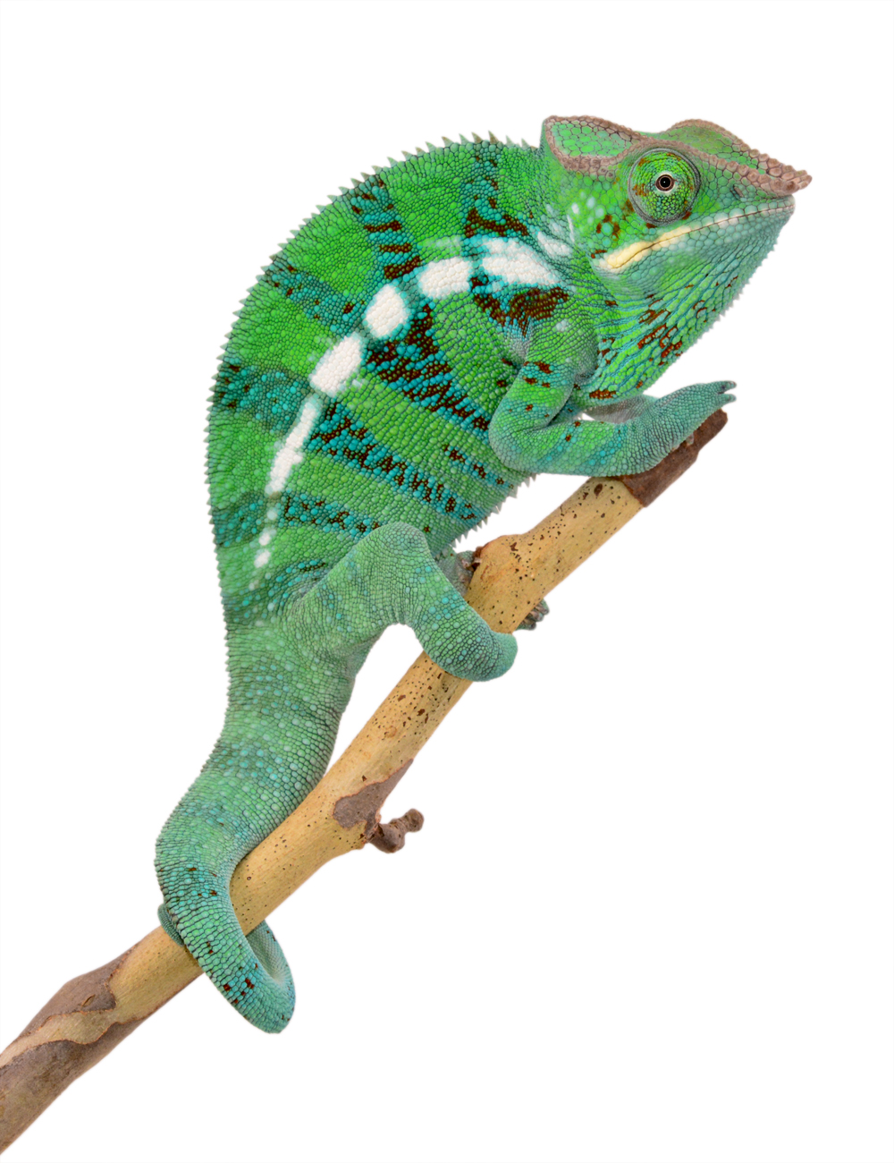 Beautiful CH Ambanja Panther Male For Sale | Chameleon Forums