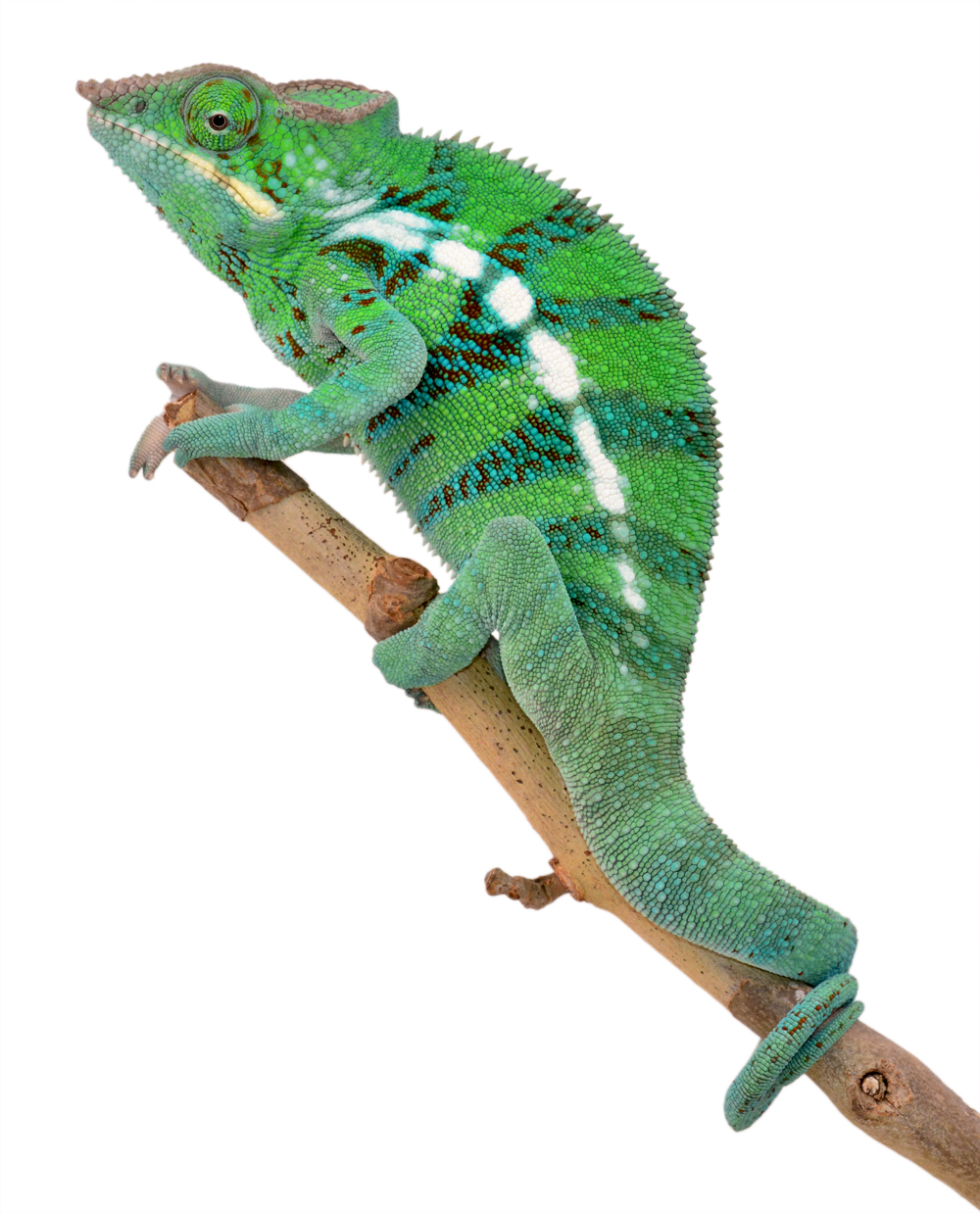 CH Ambanja Male - Canvas Chameleons - (5) Small.jpg