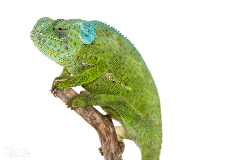 Chamaeleo-Dilepis-Female-Canvas-Chameleons-2.jpg