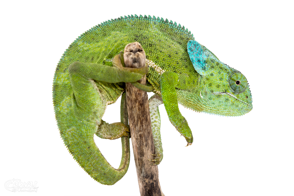 Chamaeleo-Dilepis-Female-Canvas-Chameleons-3.jpg