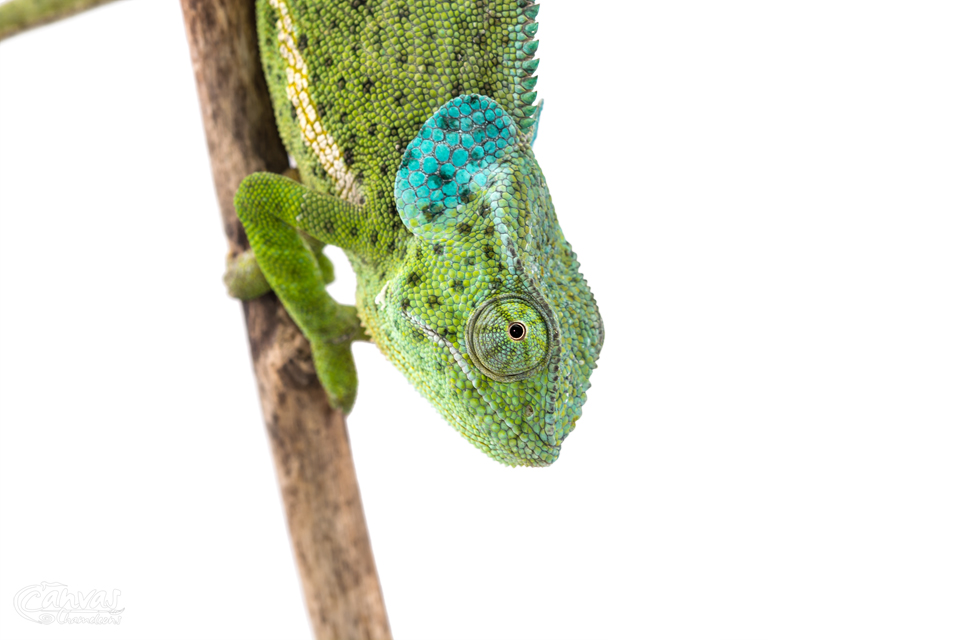 Chamaeleo-Dilepis-Female-Canvas-Chameleons-4.jpg