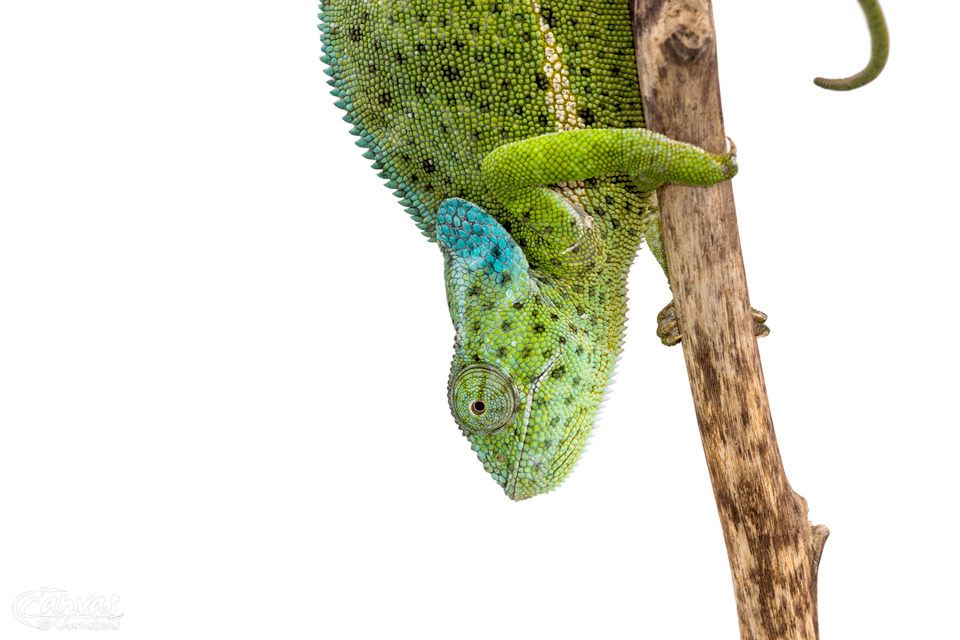 Chamaeleo-Dilepis-Female-Canvas-Chameleons-5.jpg