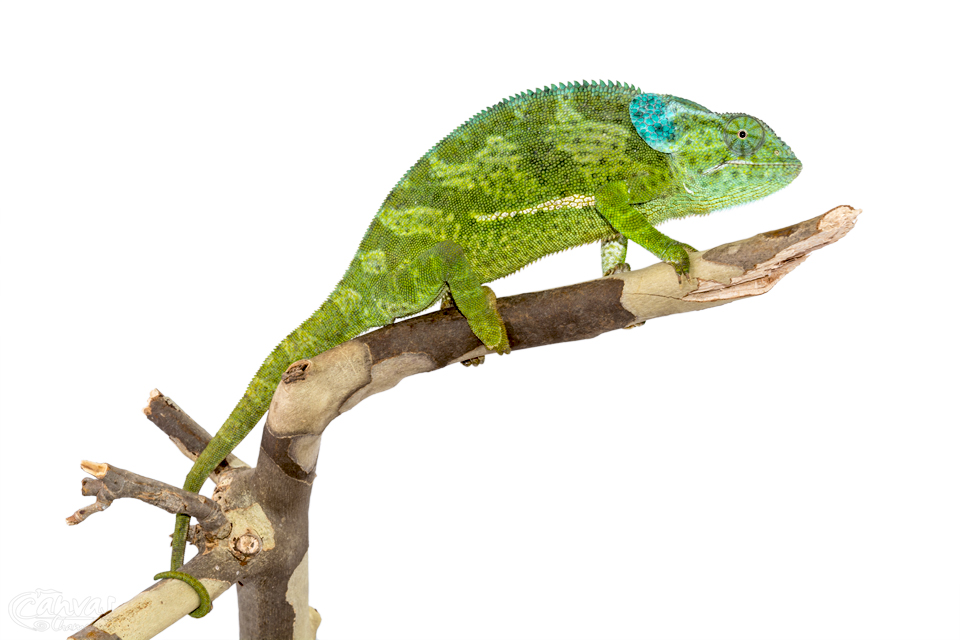 Chamaeleo-Dilepis-Female-Canvas-Chameleons-6.jpg