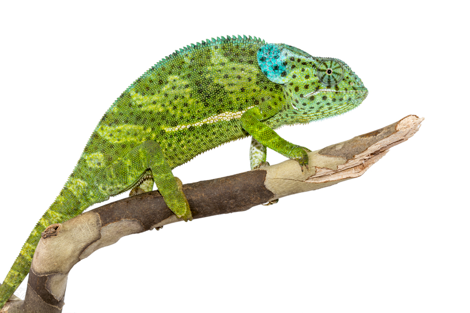 Chamaeleo-Dilepis-Female-Canvas-Chameleons-7.jpg