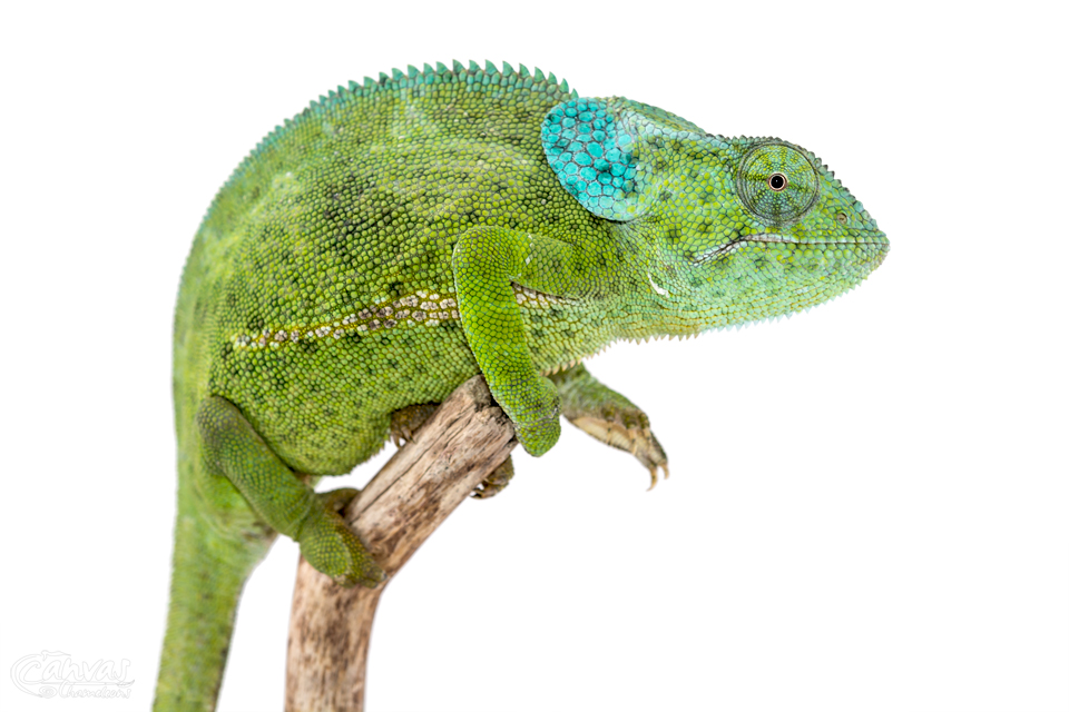 Chamaeleo-Dilepis-Female-Canvas-Chameleons.jpg