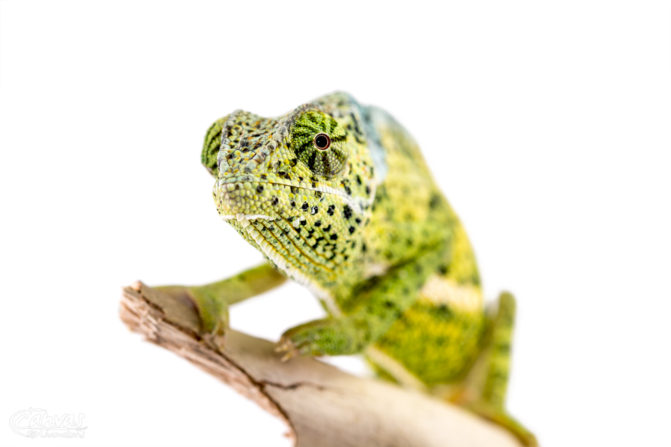 Chamaeleo-Dilepis-Male-Canvas-Chameleons-10.jpg