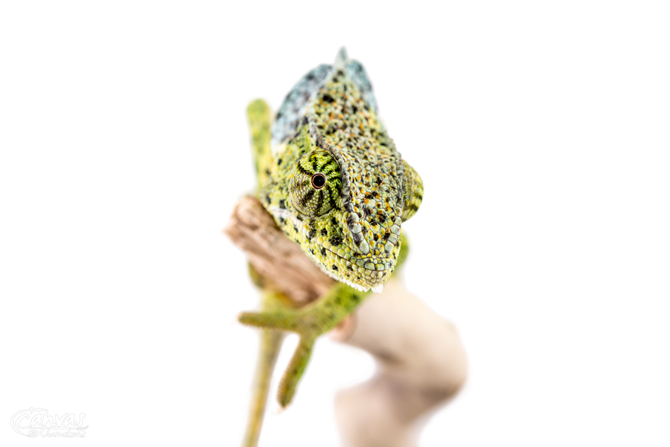 Chamaeleo-Dilepis-Male-Canvas-Chameleons-11.jpg