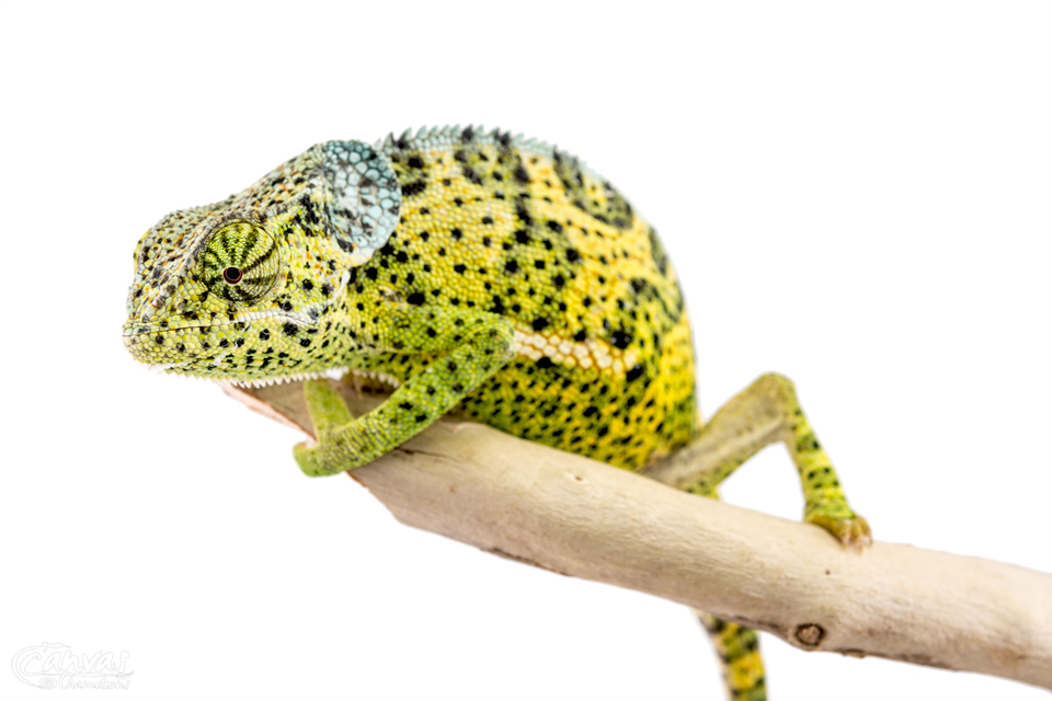 Chamaeleo-Dilepis-Male-Canvas-Chameleons-12.jpg