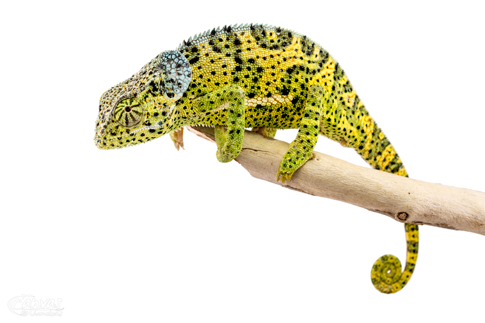 Chamaeleo-Dilepis-Male-Canvas-Chameleons-13.jpg