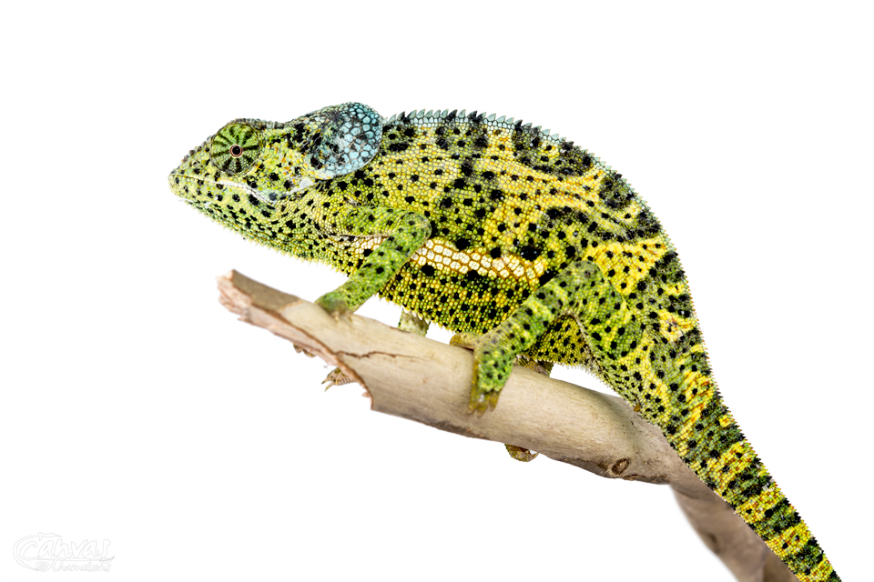 Chamaeleo-Dilepis-Male-Canvas-Chameleons-2.jpg