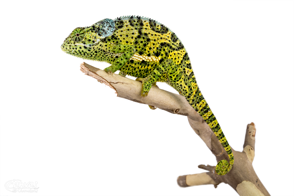 Chamaeleo-Dilepis-Male-Canvas-Chameleons-3.jpg