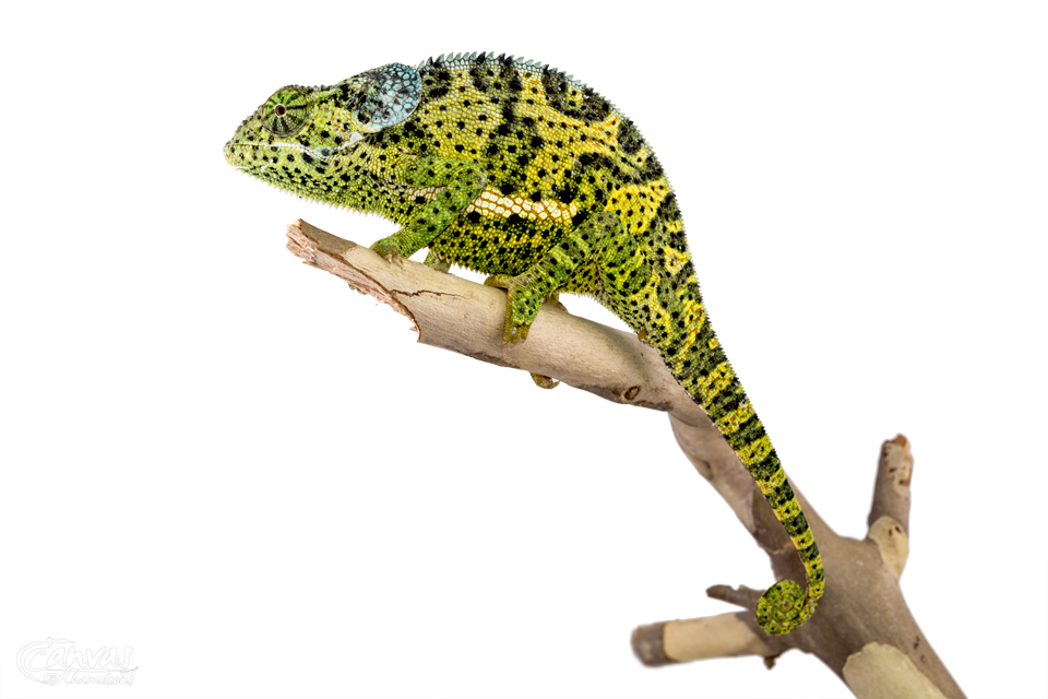 Chamaeleo-Dilepis-Male-Canvas-Chameleons-4.jpg