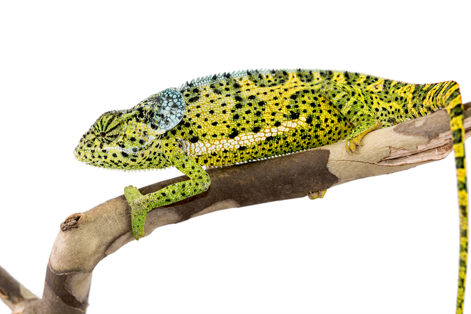 Chamaeleo-Dilepis-Male-Canvas-Chameleons-5.jpg