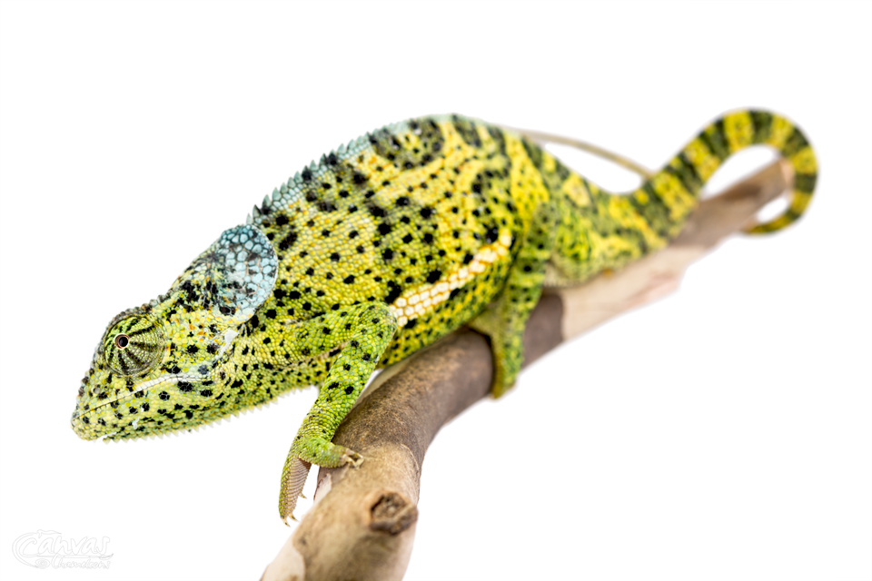 Chamaeleo-Dilepis-Male-Canvas-Chameleons-6.jpg