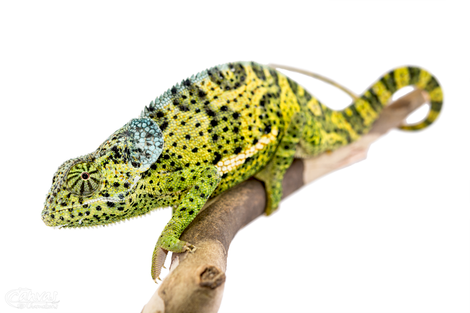 Chamaeleo-Dilepis-Male-Canvas-Chameleons-7.jpg