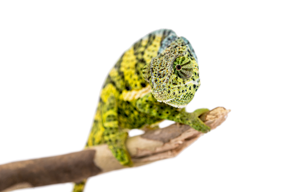 Chamaeleo-Dilepis-Male-Canvas-Chameleons-8.jpg