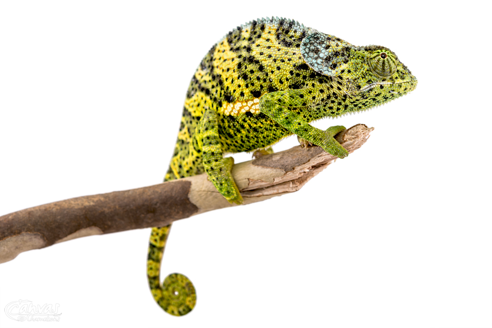 Chamaeleo-Dilepis-Male-Canvas-Chameleons-9.jpg