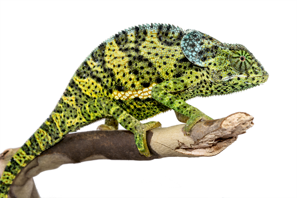 Chamaeleo-Dilepis-Male-Canvas-Chameleons.jpg