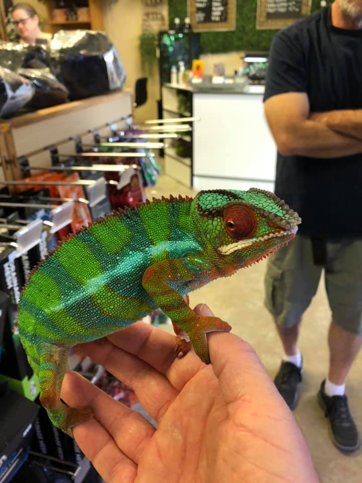 chameleo.jpg