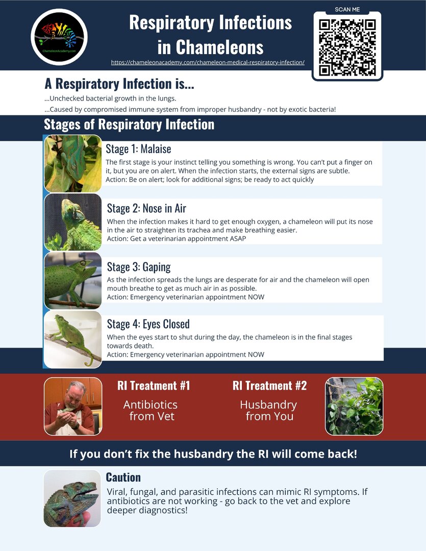 Chameleon Academy Infographics.jpg