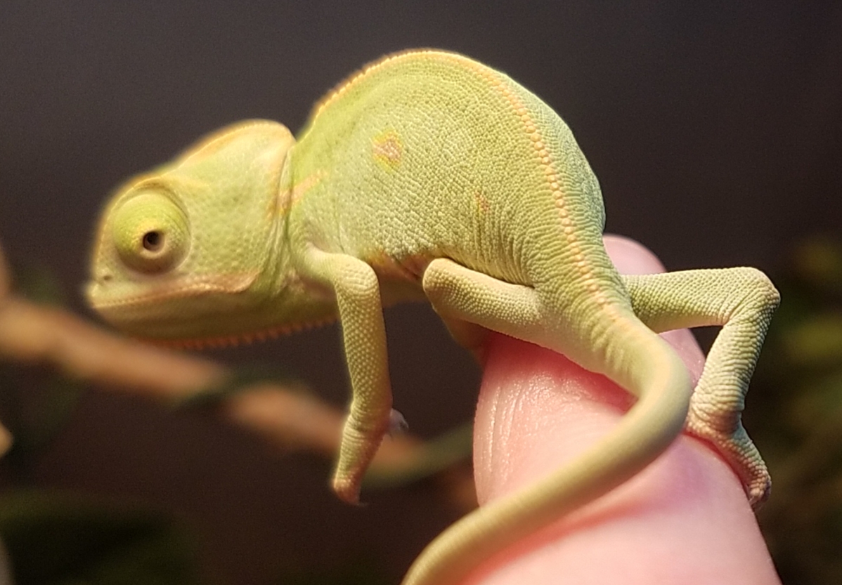 Chameleon baby #1- B.jpg