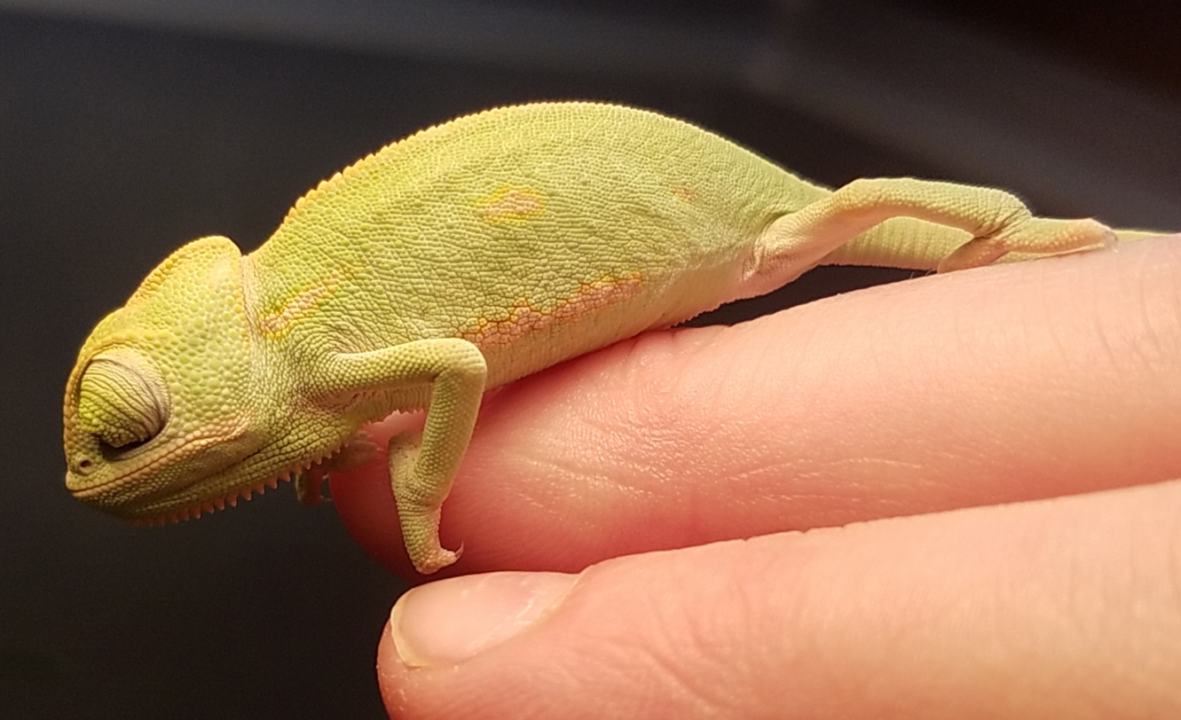 Chameleon baby #1- C.jpg