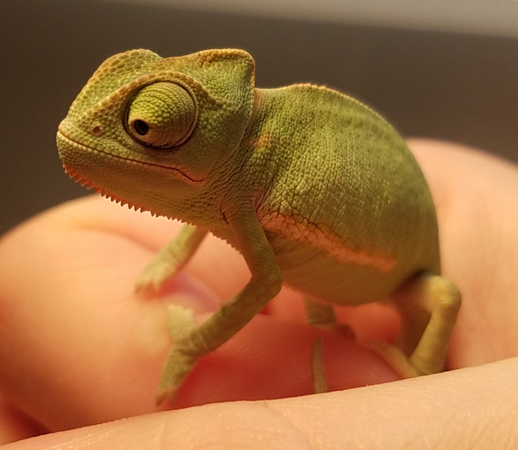 Chameleon baby #3 - A.jpg