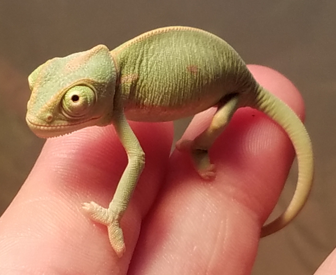 Chameleon baby #3- C.jpg