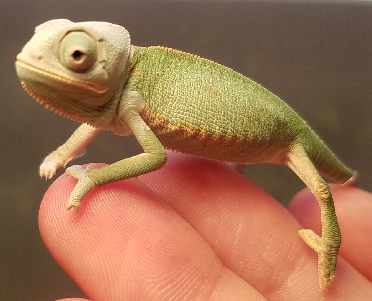 Chameleon baby #4 - A.jpg