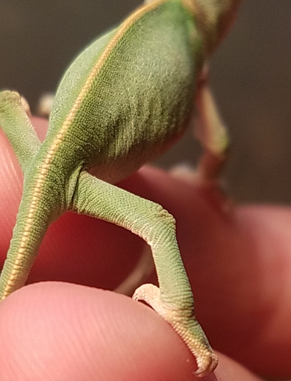 Chameleon baby #4- B.jpg