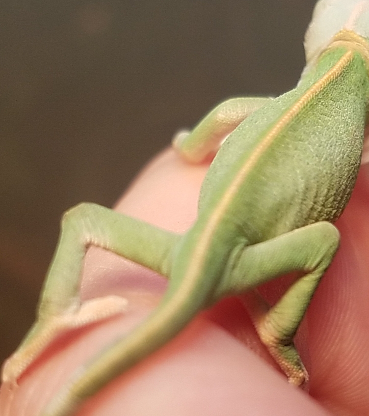 Chameleon Baby #4- C.jpg