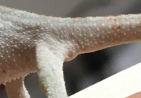 Chameleon baby sexing.png