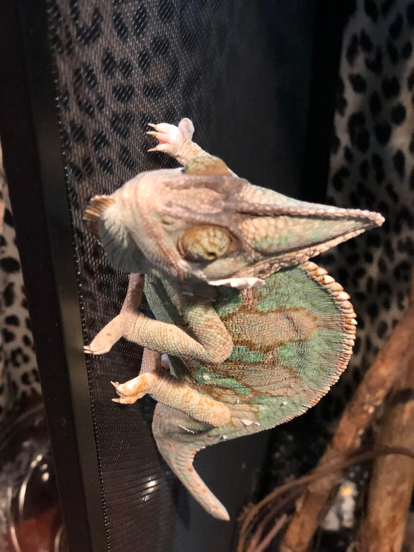 Chameleon for sale.jpg