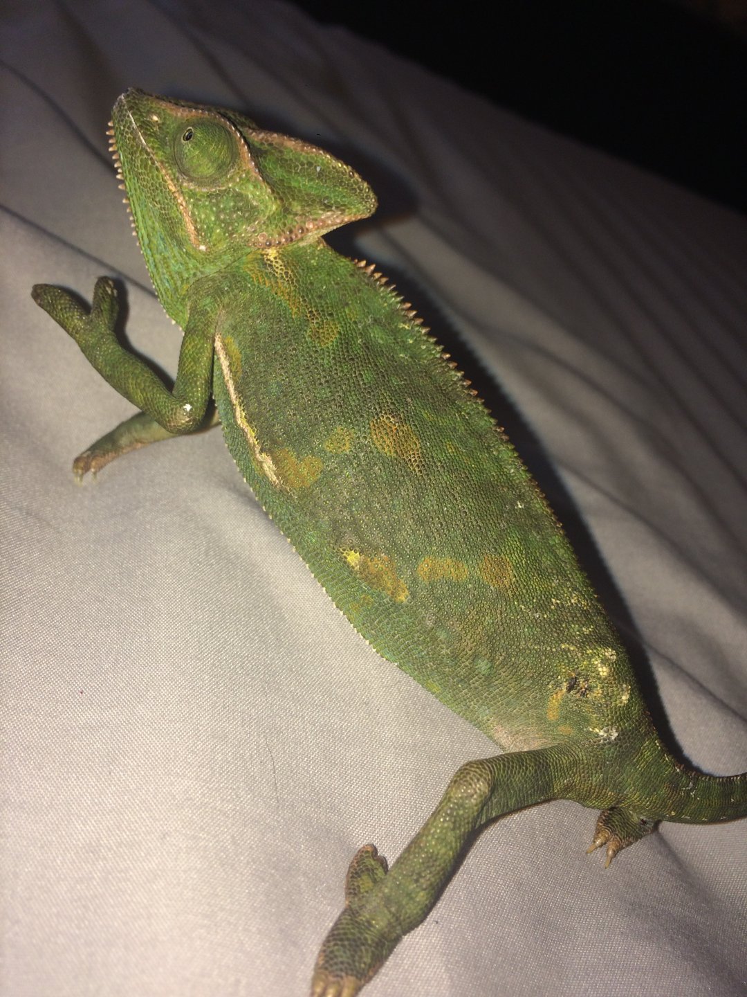 chameleon full body.jpg