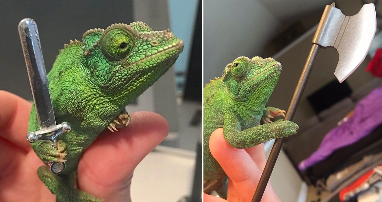chameleon-holding-things.jpg