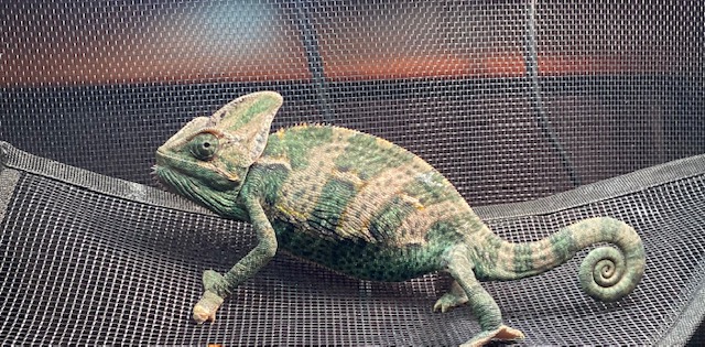 chameleon.jpeg