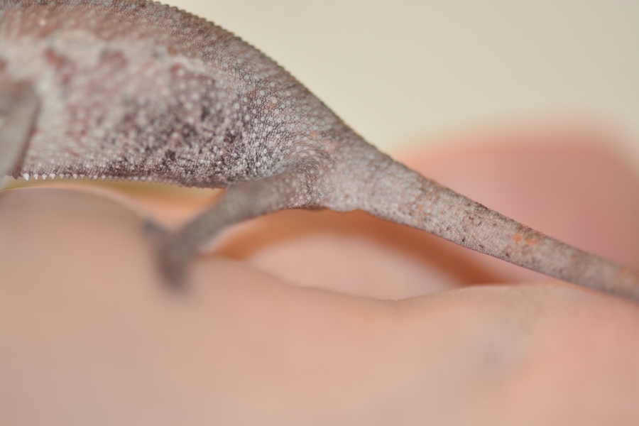 chameleon.jpg
