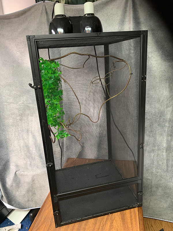 Outdoor Cage for Baby Jackson's Chameleon | Chameleon Forums