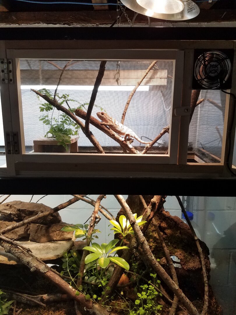 chameleon setup 2.jpg