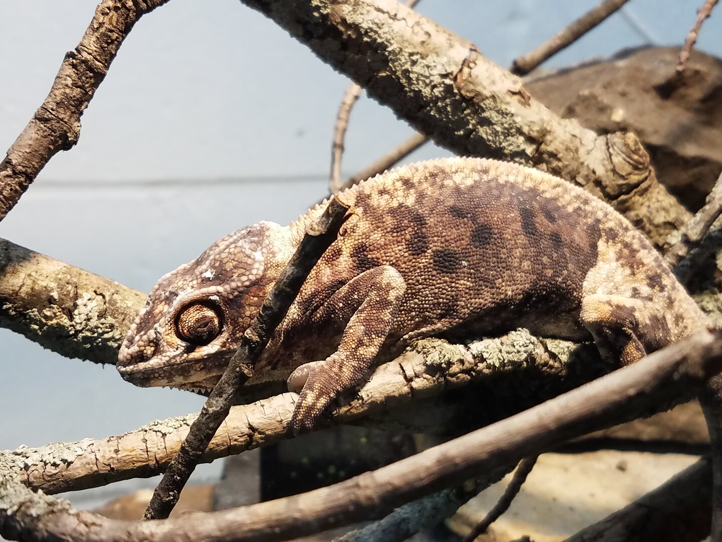 chameleon thursday.jpg
