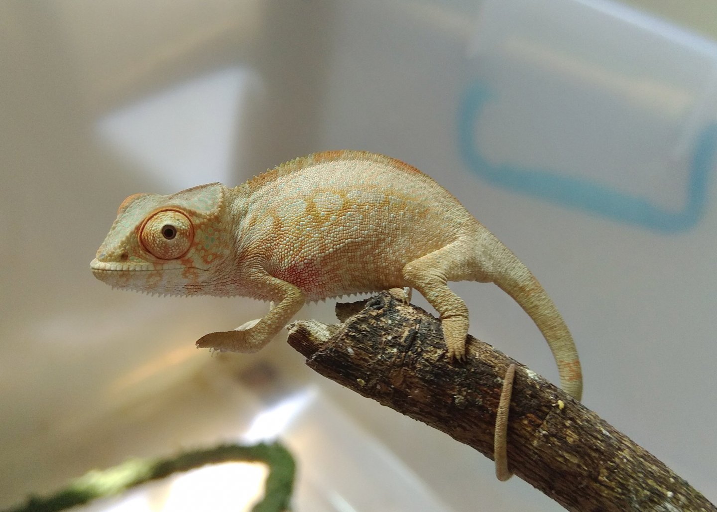 chameleonbaby02web.jpg