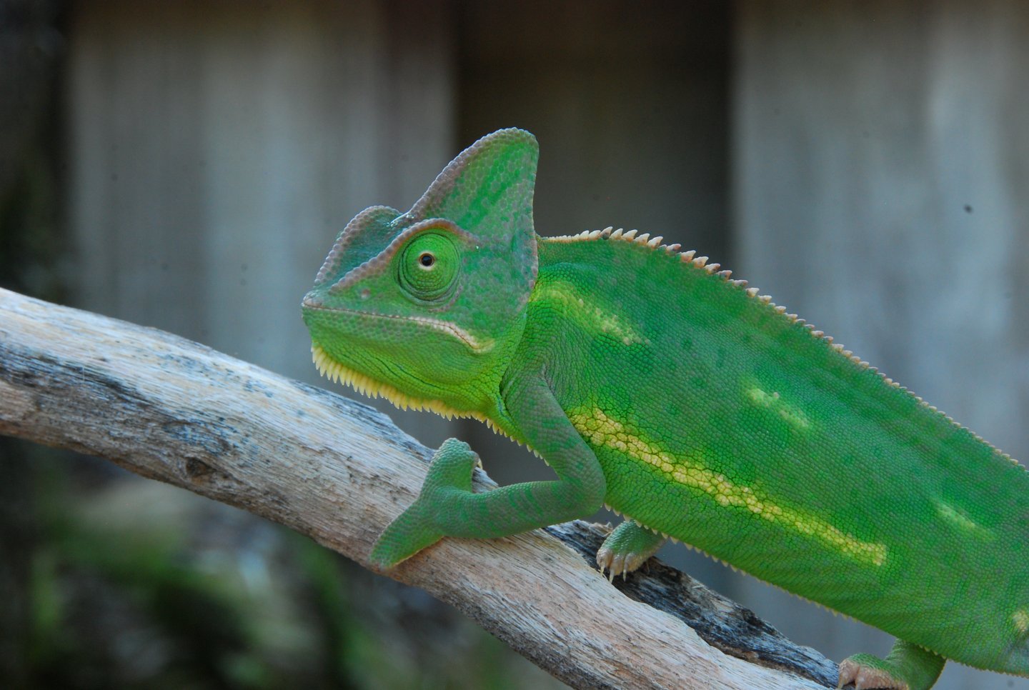 Chameleons and babies 7 23 14 084.JPG