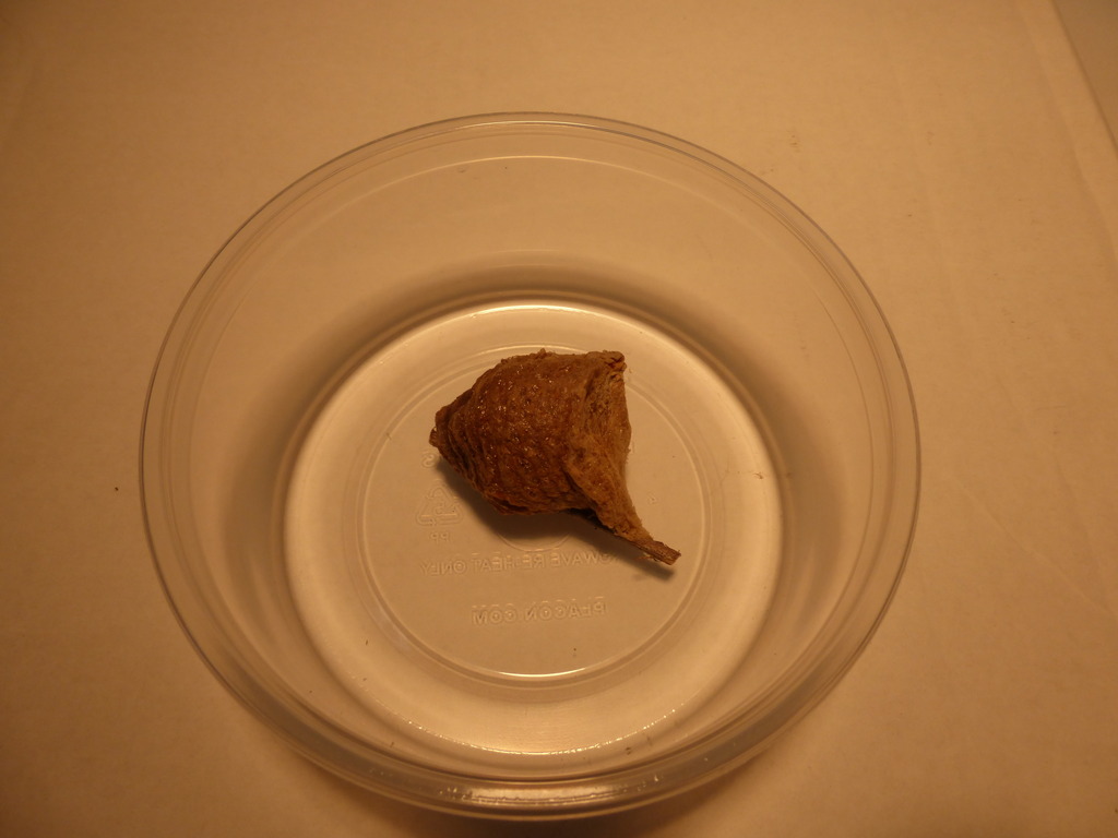 Chinese Mantis Ooth.jpg